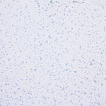 White Sparkle Wall Panel | 250mm x 2.6m x 8mm (Pack of 4)